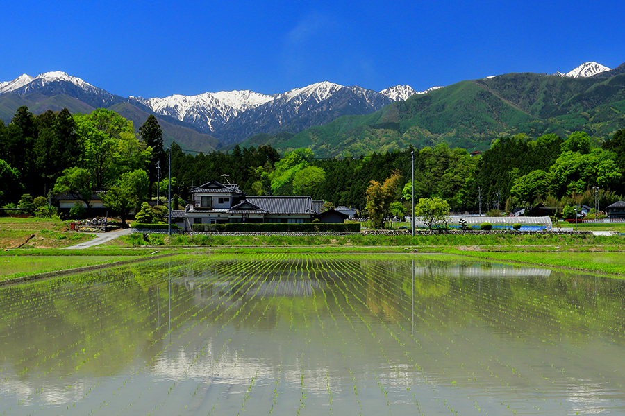 中央アルプスと宮田村の水田風景